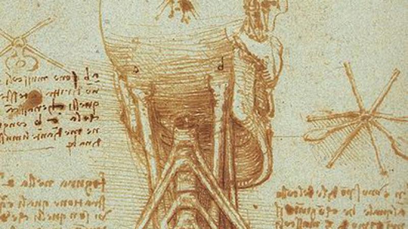 anatomy